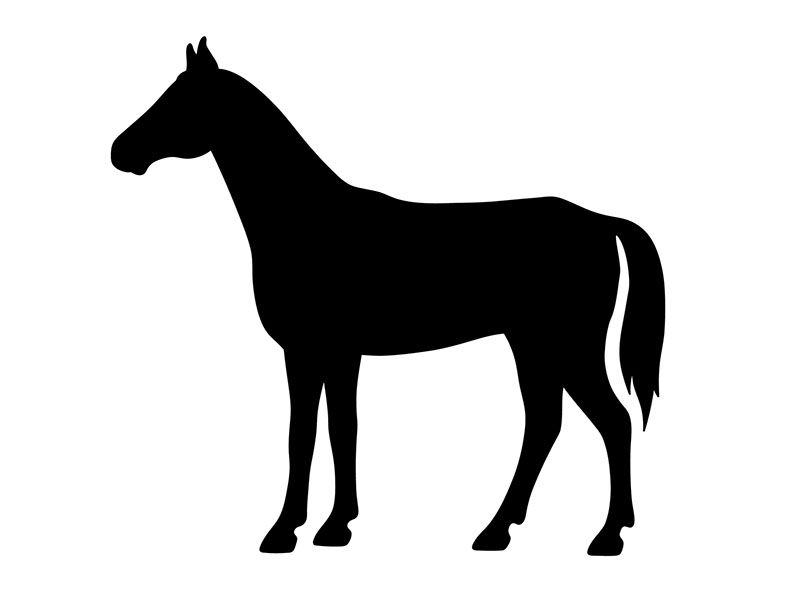 Montana Horses For Sale JA Horses